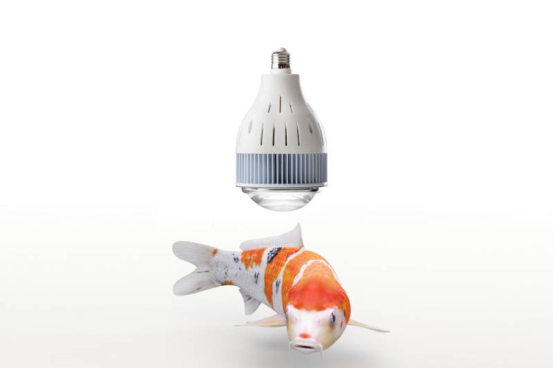 flexBEAM Koi Edition LED-Strahler flexBEAM Koi Edition LED-Strahler