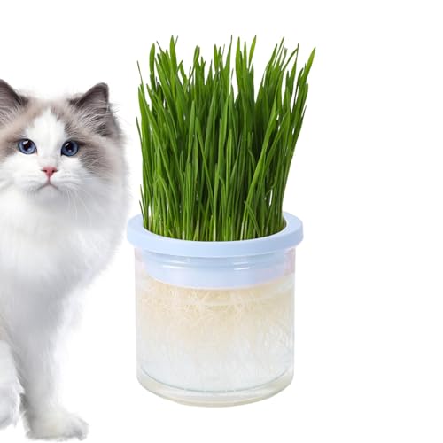 Katzenglas Pflanzer-Transparent Hydroponics Kultivierungstopf, Innen- Und Außenkatkatze, Pet Accessoires | Katzenglas- Mit Keimtablett, Leicht Zu Erzeugendes Katzengras-Kit, Geschenke Für Katzen, Katzenglas Pflanzer-Transparent Hydroponics Kultivierungstopf, Innen- Und Außenkatkatze, Pet Accessoires | Katzenglas- Mit Keimtablett, Leicht Zu Erzeugendes Katzengras-Kit, Geschenke Für Katzen, von brooksnaji