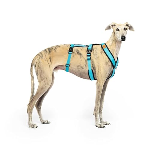 3-Punkt-Gurt mit Anti-Ziehen, ideal für Lebreles: Italienischer Windhund, Whippet, Windhund, Podenco – sicher, atmungsaktiv und langlebig beim Gehen, Training und Laufen, Hellblau, Größe XS 3-Punkt-Gurt mit Anti-Ziehen, ideal für Lebreles: Italienischer Windhund, Whippet, Windhund, Podenco – sicher, atmungsaktiv und langlebig beim Gehen, Training und Laufen, Hellblau, Größe XS von candyPet