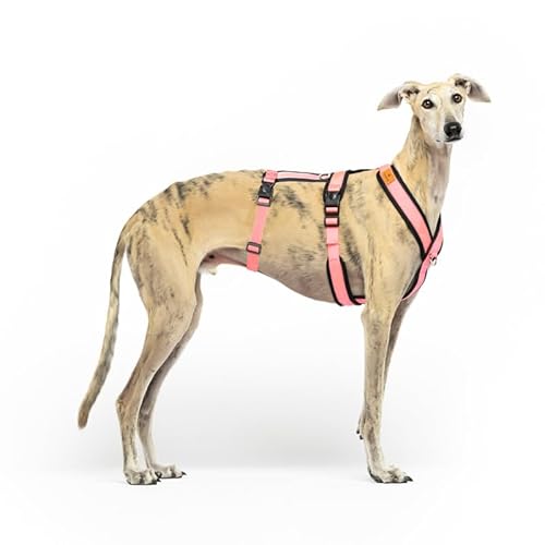 3-Punkt-Gurtsystem, Anti-Ziehen, ideal für Lebreles: Italienischer Windhund, Whippet, Windhund, Podenco - sicher, atmungsaktiv und langlebig beim Gehen, Training und Laufen, Rosa, Größe S 3-Punkt-Gurtsystem, Anti-Ziehen, ideal für Lebreles: Italienischer Windhund, Whippet, Windhund, Podenco - sicher, atmungsaktiv und langlebig beim Gehen, Training und Laufen, Rosa, Größe S von candyPet