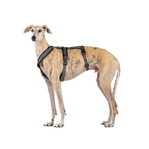 3-Punkt-Gurt mit Anti-Ziehen, ideal für Lebreles: Italienischer Windhund, Whippet, Windhund, Podenco - sicher, atmungsaktiv und langlebig, perfekt zum Wandern, Training und Laufen, Anthrazit, XL 3-Punkt-Gurt mit Anti-Ziehen, ideal für Lebreles: Italienischer Windhund, Whippet, Windhund, Podenco - sicher, atmungsaktiv und langlebig, perfekt zum Wandern, Training und Laufen, Anthrazit, XL von candyPet