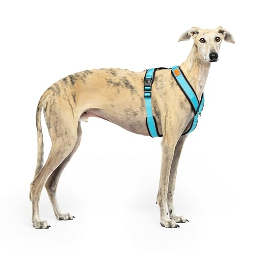 Reflektierendes Hundegeschirr in Y-Form, ideal für Lebreles: Italienischer Windhund, Whippet, Windhund, Podenco - sicher, atmungsaktiv und langlebig, perfekt zum Wandern, Training und Laufen, Reflektierendes Hundegeschirr in Y-Form, ideal für Lebreles: Italienischer Windhund, Whippet, Windhund, Podenco - sicher, atmungsaktiv und langlebig, perfekt zum Wandern, Training und Laufen, von candyPet