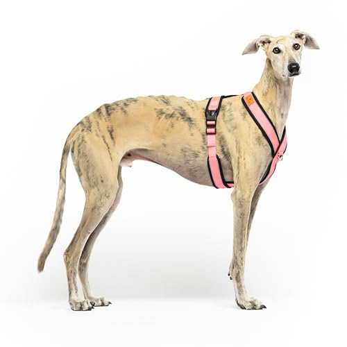 Reflektierendes Hundegeschirr in Y-Form, ideal für Lebreles: Italienischer Windhund, Whippet, Windhund, Podenco - sicher, atmungsaktiv und langlebig, perfekt zum Wandern, Training und Laufen, Rosa, M Reflektierendes Hundegeschirr in Y-Form, ideal für Lebreles: Italienischer Windhund, Whippet, Windhund, Podenco - sicher, atmungsaktiv und langlebig, perfekt zum Wandern, Training und Laufen, Rosa, M von candyPet