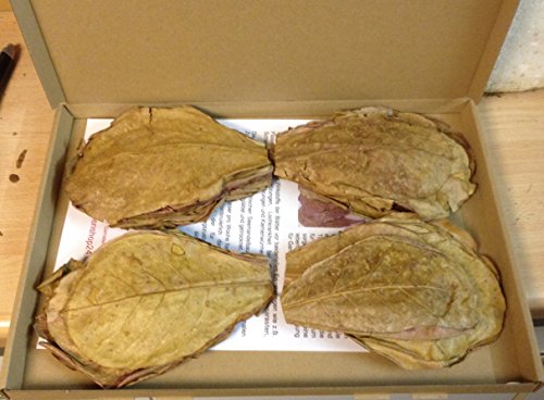 catappa-leaves Nano Seemandelbaumblätter (ca.10-12cm/ca.100Stück) original A-Markenware BLITZVERSAND+++ Seemandellaub Terminalia von catappa-leaves