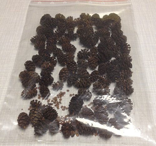 Erlenzapfen ~120Stk. (=50g) Schwarzerle, Alnus glutinosa, black alder cones von catappa-leaves
