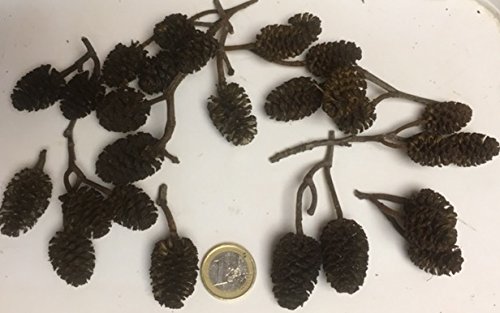 catappa-leaves Riesen Erlenzapfen (~2x3cm - 25 Stück), Schwarzerle, Alnus glutinosa, Black Alder Cones von catappa-leaves
