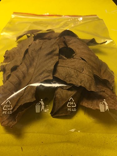 10 Stück Walnussblätter Walnussbaumblätter ★BLITZVERSAND im Karton ★ Original Markenware von Catappa-Leaves von catappa-leaves