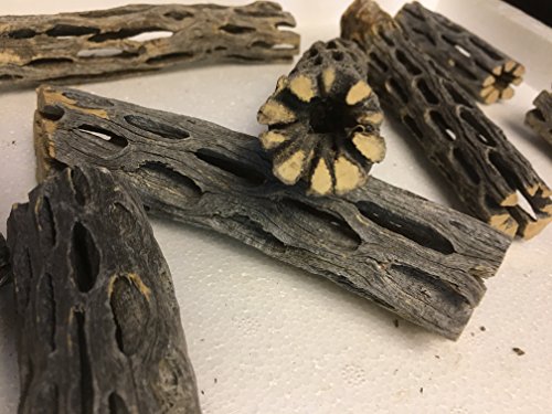 catappa-leaves Cholla Cactus Wood (2 Stücke ca. Ø 2cm, 8 und 15cm lang) Vuka Holz Cave Tube Höhle Röhre für Garnelen und andere... von catappa-leaves