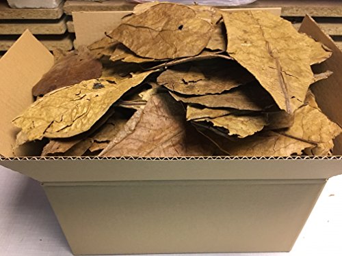 catappa-leaves Seemandelbaumblätter 300g B-Ware unsortiert - Blitzversand im Paket von catappa-leaves
