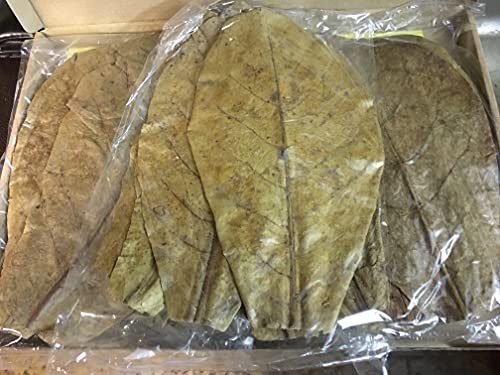 Seemandelbaumblätter BONUSAKTION BIS 50% bei Catappa Leaves SMBB - ★ BLITZVERSAND im Karton ★ Original Markenware von Catappa Leaves von catappa-leaves