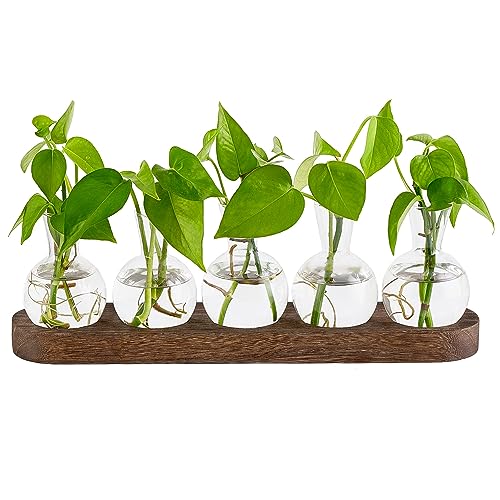 Glasvase für den Schreibtisch, Retro-Pflanzen-Terrarium mit Holztablett, Blumen-Vase, Behälter, perfekt für die Vermehrung von Hydrokulturpflanzen, Heimbüro, Dekoration, Pflanzenliebhaber, Glasvase für den Schreibtisch, Retro-Pflanzen-Terrarium mit Holztablett, Blumen-Vase, Behälter, perfekt für die Vermehrung von Hydrokulturpflanzen, Heimbüro, Dekoration, Pflanzenliebhaber, von e-YiHESZ