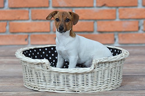 e-wicker24 Hundekorb aus Weide für Hund und Katze Hundebett Katzenbett mit Kissen Tierkorb geflochten Katzenkorb (100, Creme) e-wicker24 Hundekorb aus Weide für Hund und Katze Hundebett Katzenbett mit Kissen Tierkorb geflochten Katzenkorb (100, Creme) von e-wicker24
