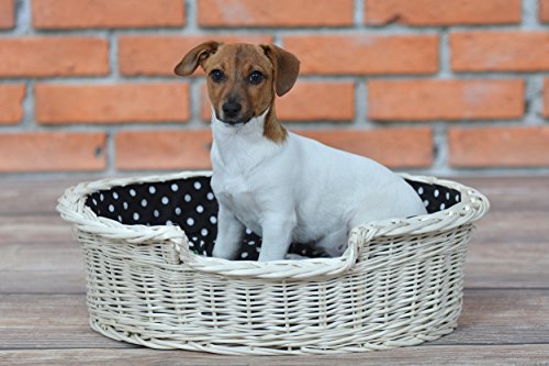 e-wicker24 EIN Tierkorb aus Weide für einen Hund/eine Katze mit einem weichen Kissen, Hundebett/Katzenbett (100, Creme) von e-wicker24