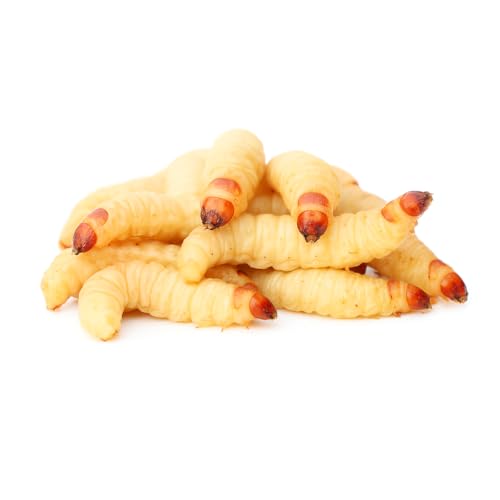 Bienenmaden | lebend | 250 Stück | Wachsmaden | Angelköder | Lebendköder | Futterinsekten | Lebendfutter von easy Zoo