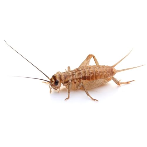 Heimchen mikro Dose 120 STK. | Futterinsekten lebend | Futtertiere für Reptilien, Vögel Heimchen mikro Dose 120 STK. | Futterinsekten lebend | Futtertiere für Reptilien, Vögel von easy Zoo