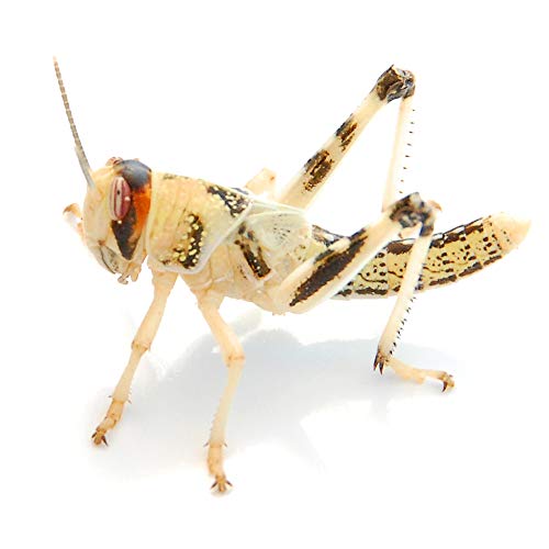 Wüstenheuschrecken mittel 50 STK. | Futterinsekten lebend | Futtertiere für Reptilien, Vögel von easy Zoo