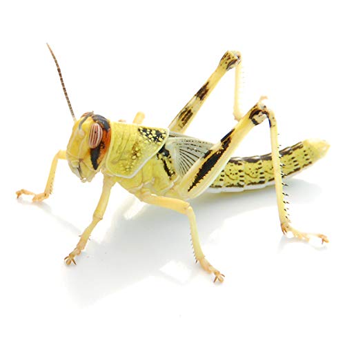 Wüstenheuschrecken subadult 50 STK. | Futterinsekten lebend | Futtertiere für Reptilien, Vögel Wüstenheuschrecken subadult 50 STK. | Futterinsekten lebend | Futtertiere für Reptilien, Vögel von easy Zoo