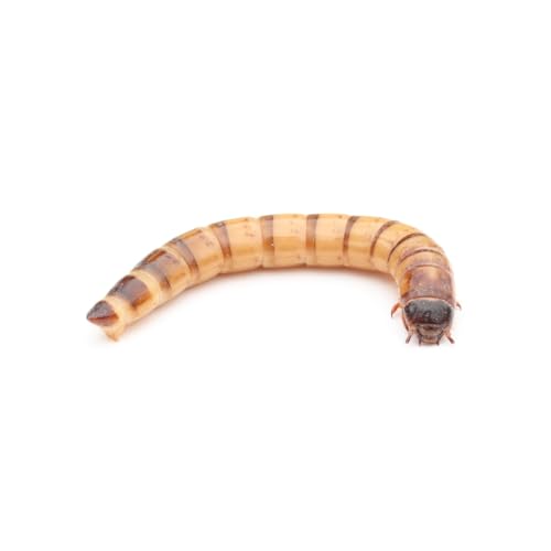 Zophobas lebend 50 g | Lebendfutter | Futterinsekten | Reptilienfutter | Igelfutter Zophobas lebend 50 g | Lebendfutter | Futterinsekten | Reptilienfutter | Igelfutter von easy Zoo