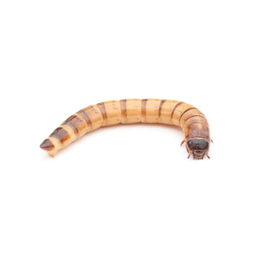 Zophobas lebend 500 g | Lebendfutter | Futterinsekten | Reptilienfutter | Igelfutter Zophobas lebend 500 g | Lebendfutter | Futterinsekten | Reptilienfutter | Igelfutter von easy Zoo