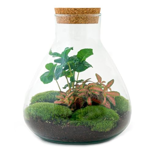 Flaschengarten Sammie - DIY-Pflanzenterrarium - 27cm - mit Kaffeepflanze - incl. Rechen. Schaufel, Pinzette und Schere Flaschengarten Sammie - DIY-Pflanzenterrarium - 27cm - mit Kaffeepflanze - incl. Rechen. Schaufel, Pinzette und Schere von exotenherz