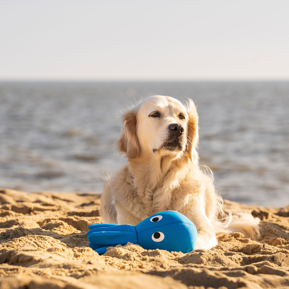 Hunde Wasserspielzeug Octo blau, Maße: ca. 33 x 33 x 15 cm von fehlt