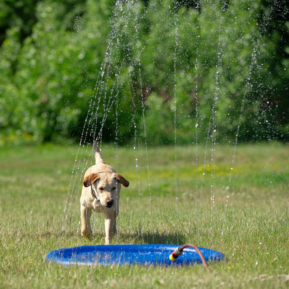 Hunde Wasserspielzeug Splash Pool Water Sprinkler blau, Höhe: ca. 10 cm, Durchmesser:  ca. 100 cm von fehlt