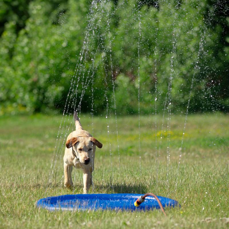 Hunde Wasserspielzeug Splash Pool Water Sprinkler blau, Höhe: ca. 10 cm, Durchmesser:  ca. 100 cm von fehlt