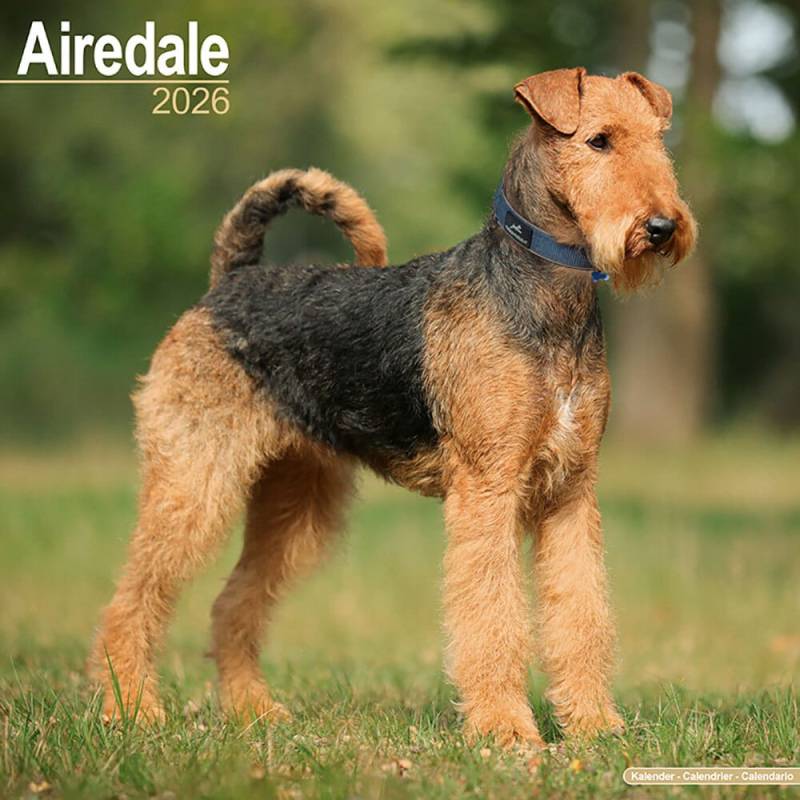 Hundekalender 2026 Airedale Terrier, Maße: ca. 30,5 x 30,5 cm Hundekalender 2026 Airedale Terrier, Maße: ca. 30,5 x 30,5 cm von fehlt
