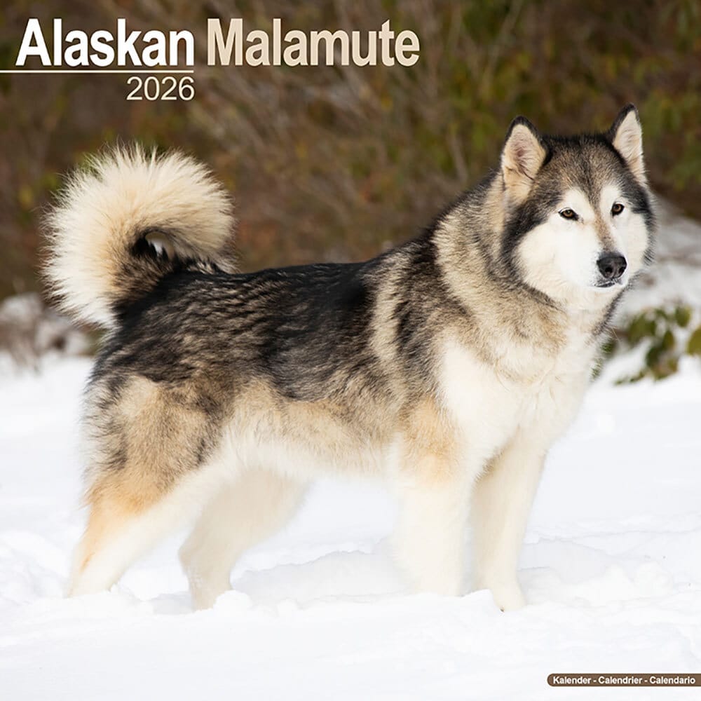 Hundekalender 2026 Alaska Malamute, Maße: ca. 30,5 x 30,5 cm Hundekalender 2026 Alaska Malamute, Maße: ca. 30,5 x 30,5 cm von fehlt