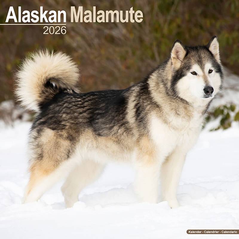 Hundekalender 2026 Alaska Malamute, Maße: ca. 30,5 x 30,5 cm Hundekalender 2026 Alaska Malamute, Maße: ca. 30,5 x 30,5 cm von fehlt