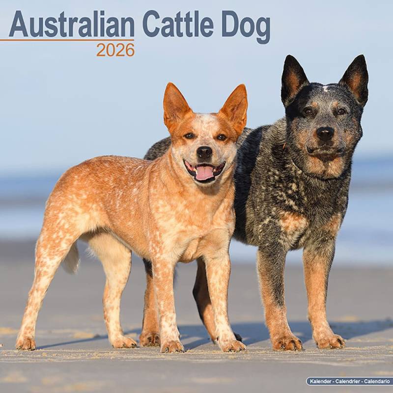 Hundekalender 2026 Australian Cattle Dog, Maße: ca. 30,5 x 30,5 cm Hundekalender 2026 Australian Cattle Dog, Maße: ca. 30,5 x 30,5 cm von fehlt
