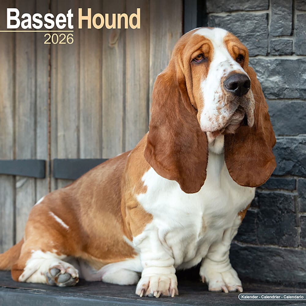 Hundekalender 2026 Basset, Maße: ca. 30,5 x 30,5 cm von fehlt