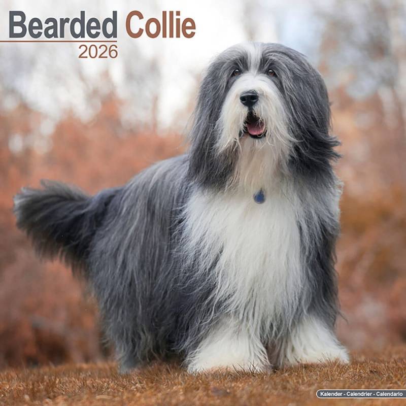 Hundekalender 2026 Bearded Collie, Maße: ca. 30,5 x 30,5 cm Hundekalender 2026 Bearded Collie, Maße: ca. 30,5 x 30,5 cm von fehlt