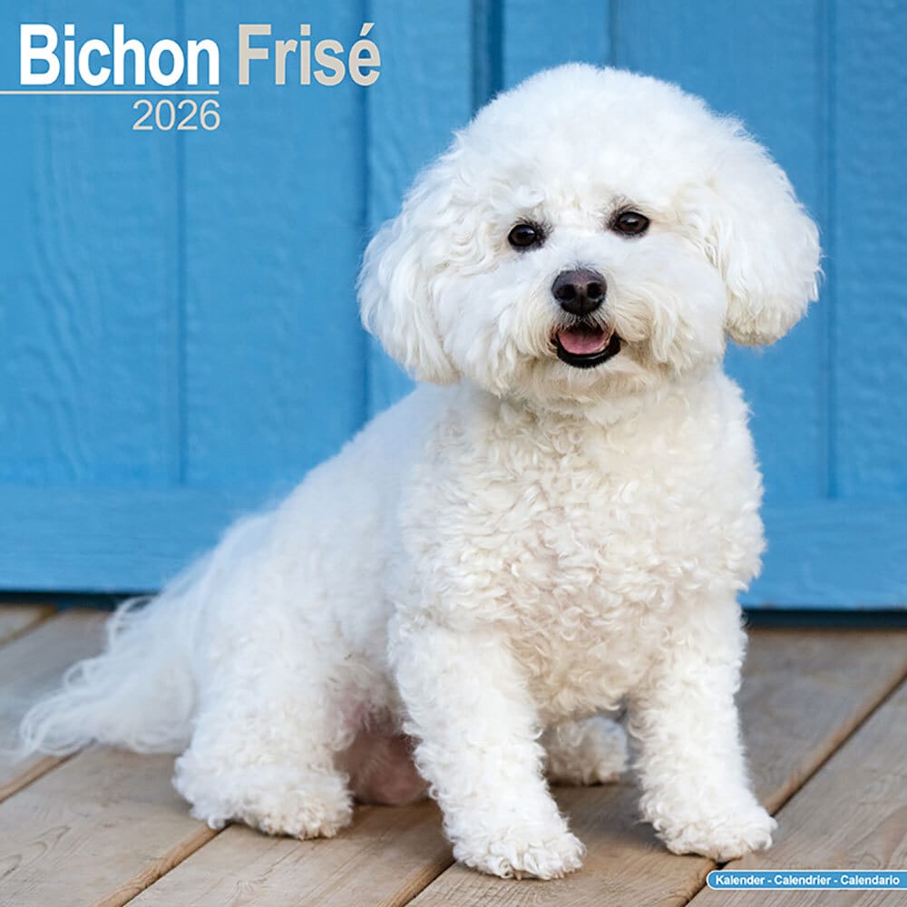 Hundekalender 2026 Bichon Frise, Maße: ca. 30,5 x 30,5 cm von fehlt