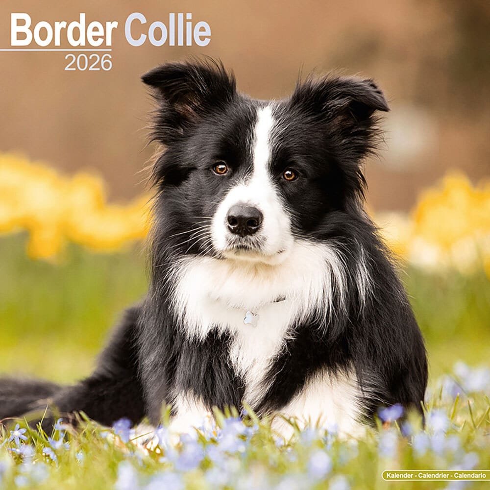 Hundekalender 2026 Border Collie, Maße: ca. 30,5 x 30,5 cm Hundekalender 2026 Border Collie, Maße: ca. 30,5 x 30,5 cm von fehlt