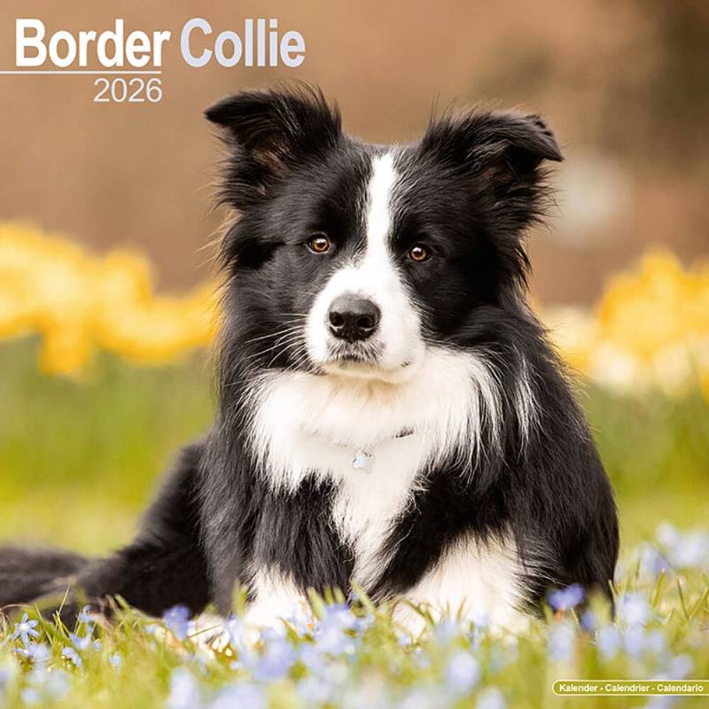 Hundekalender 2026 Border Collie, Maße: ca. 30,5 x 30,5 cm Hundekalender 2026 Border Collie, Maße: ca. 30,5 x 30,5 cm von fehlt