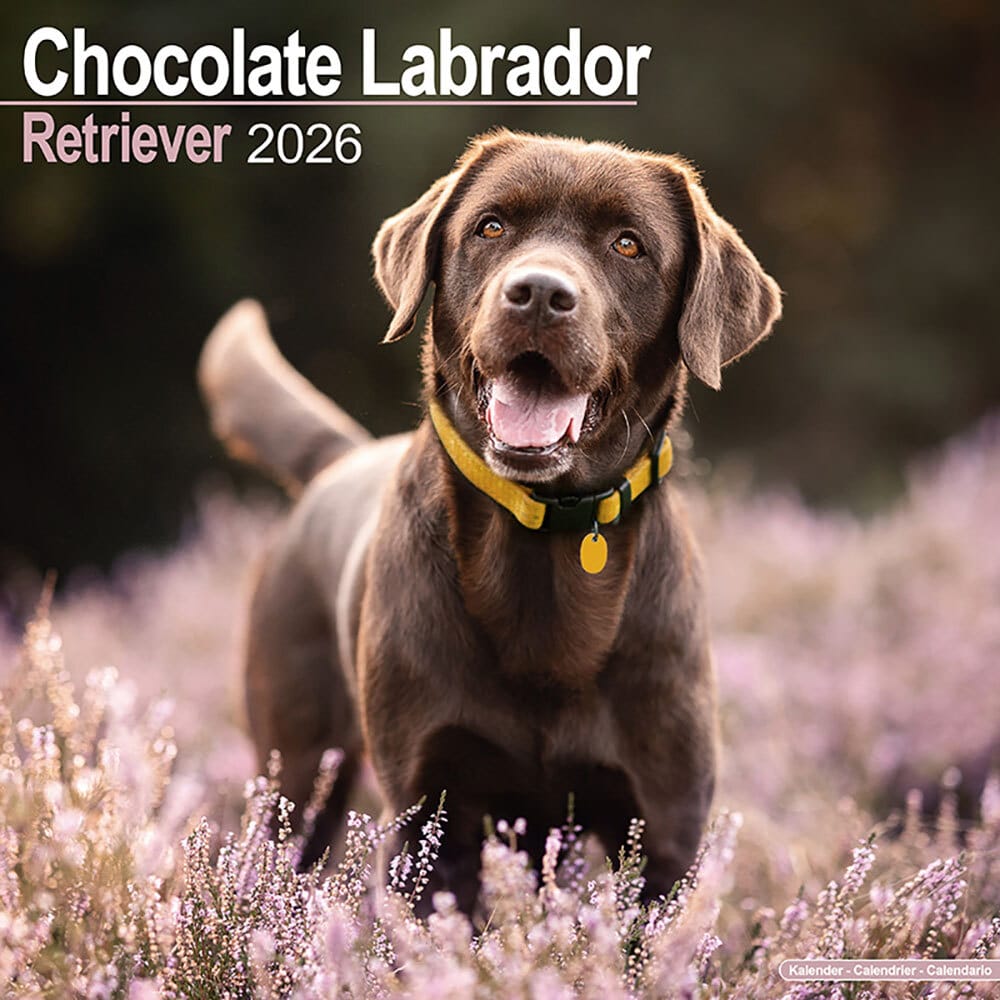 Hundekalender 2026 Brauner Labrador Retriever, Maße: ca. 30,5 x 30,5 cm Hundekalender 2026 Brauner Labrador Retriever, Maße: ca. 30,5 x 30,5 cm von fehlt
