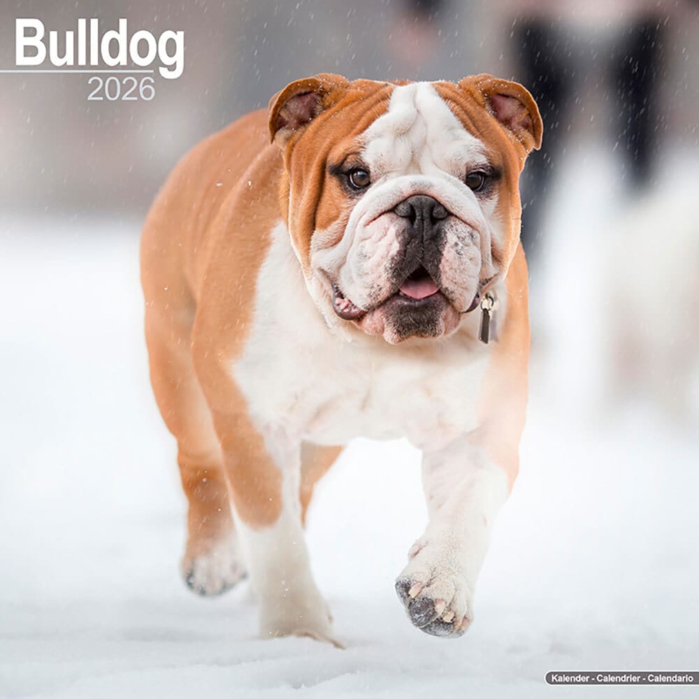 Hundekalender 2026 Bulldogge, Maße: ca. 30,5 x 30,5 cm Hundekalender 2026 Bulldogge, Maße: ca. 30,5 x 30,5 cm von fehlt