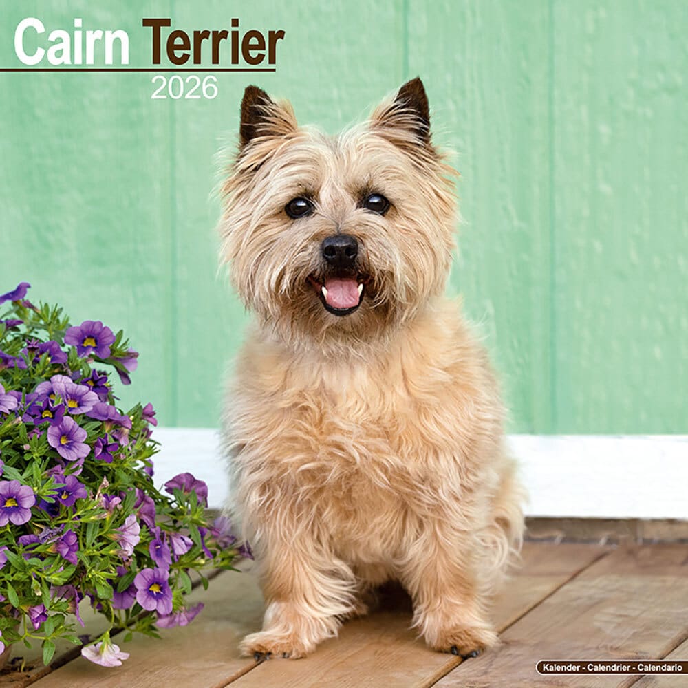 Hundekalender 2026 Cairn Terrier, Maße: ca. 30,5 x 30,5 cm Hundekalender 2026 Cairn Terrier, Maße: ca. 30,5 x 30,5 cm von fehlt