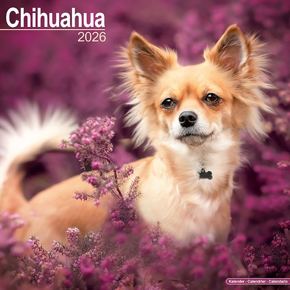 Hundekalender 2026 Chihuahua von fehlt