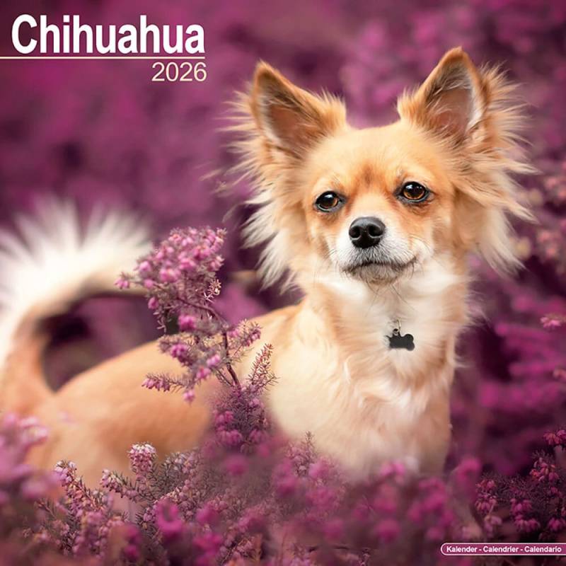 Hundekalender 2026 Chihuahua von fehlt
