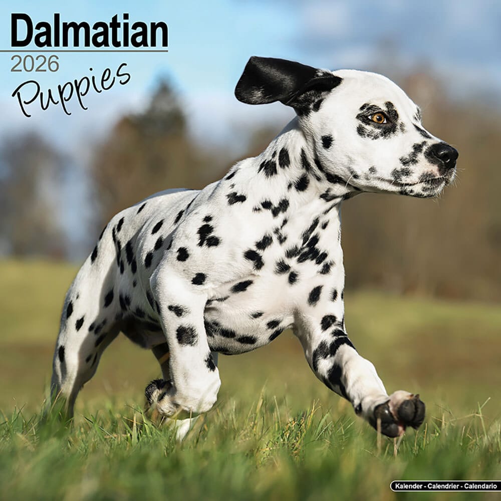 Hundekalender 2026 Dalmatiner Welpen, Maße: ca. 30,5 x 30,5 cm von fehlt