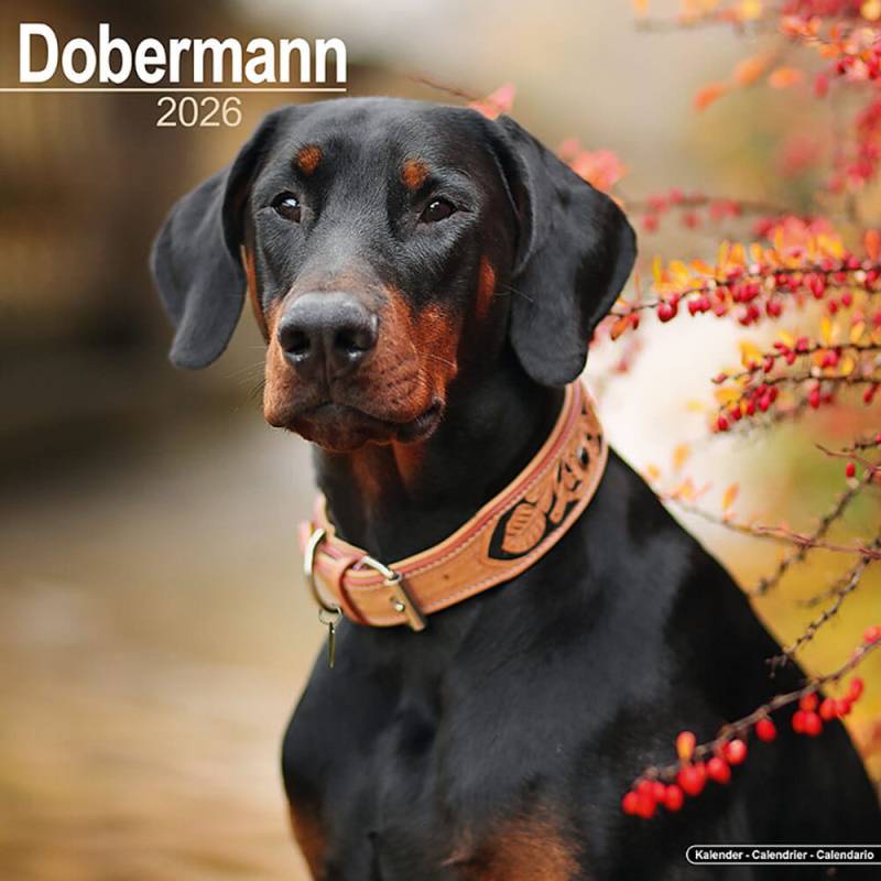 Hundekalender 2026 Dobermann, Maße: ca. 30,5 x 30,5 cm von fehlt