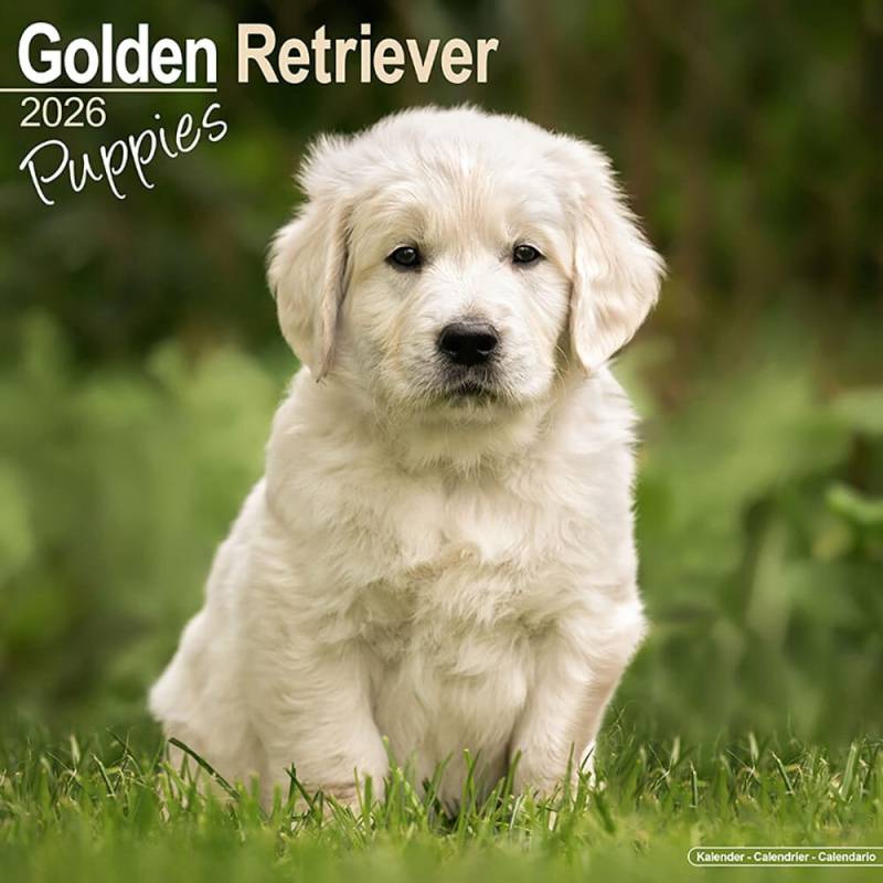 Hundekalender 2026 Golden Retriever Welpen, Maße: ca. 30,5 x 30,5 cm Hundekalender 2026 Golden Retriever Welpen, Maße: ca. 30,5 x 30,5 cm von fehlt