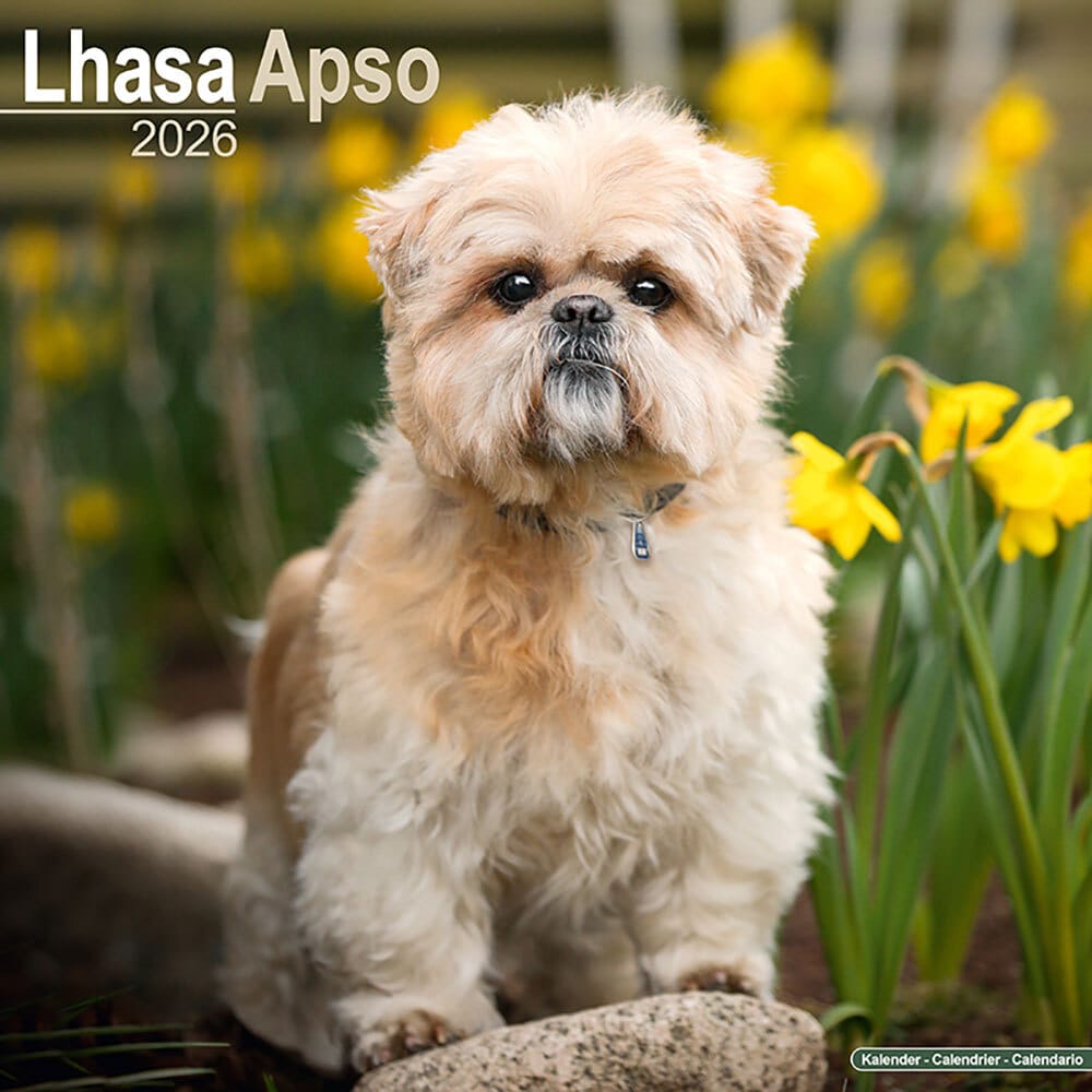 Hundekalender 2026 Lhasa Apso, Maße: ca. 30,5 x 30,5 cm Hundekalender 2026 Lhasa Apso, Maße: ca. 30,5 x 30,5 cm von fehlt