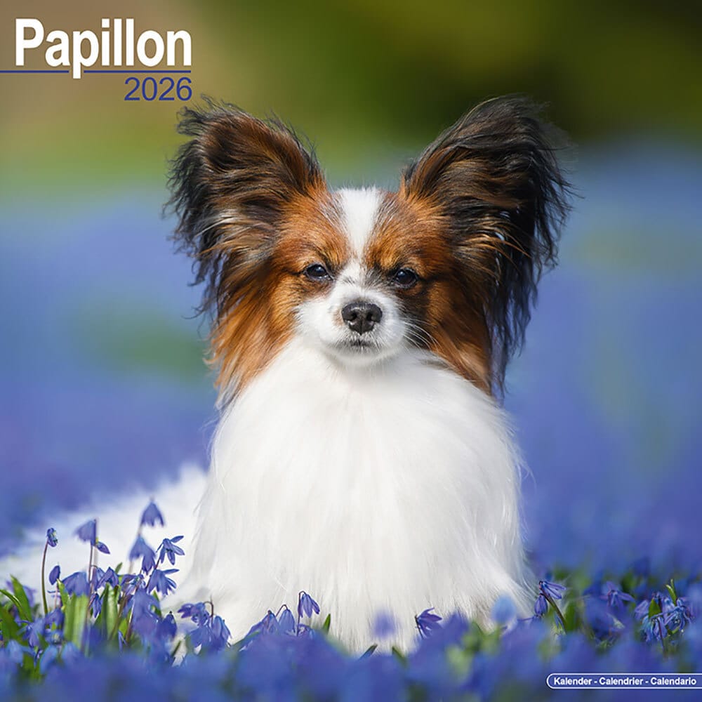 Hundekalender 2026 Papillon, Maße: ca. 30,5 x 30,5 cm Hundekalender 2026 Papillon, Maße: ca. 30,5 x 30,5 cm von fehlt