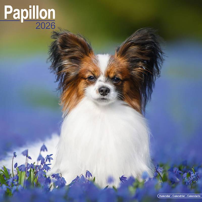 Hundekalender 2026 Papillon, Maße: ca. 30,5 x 30,5 cm Hundekalender 2026 Papillon, Maße: ca. 30,5 x 30,5 cm von fehlt