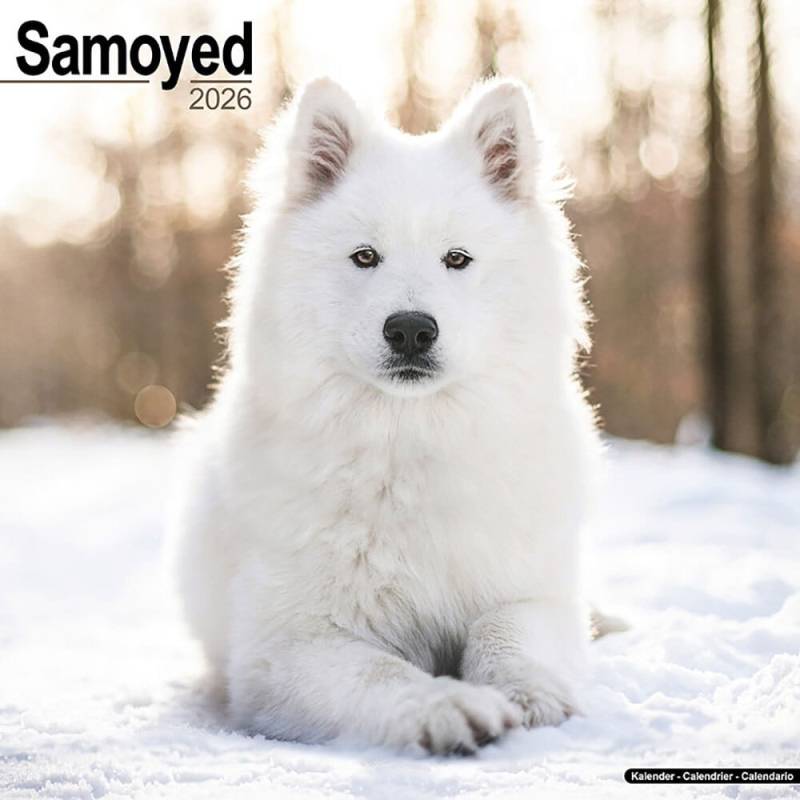 Hundekalender 2026 Samojede, Maße: ca. 30,5 x 30,5 cm von fehlt