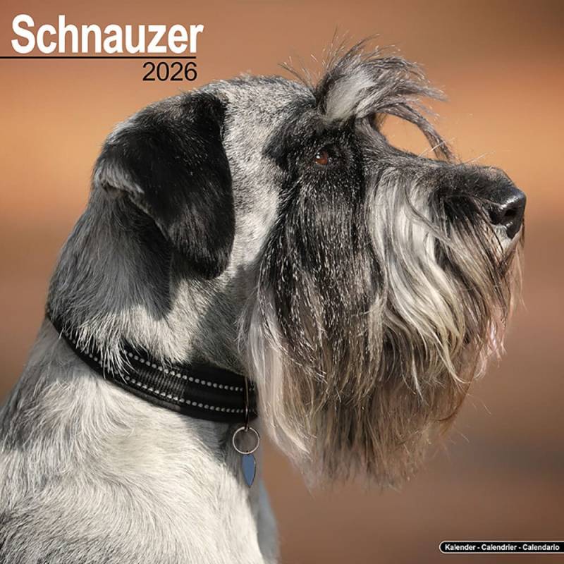 Hundekalender 2026 Schnauzer, Maße: ca. 30,5 x 30,5 cm von fehlt