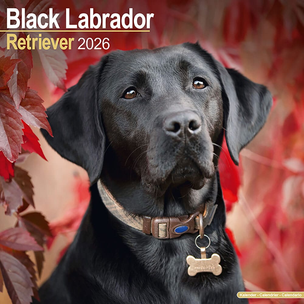 Hundekalender 2026 Schwarzer Labrador Retriever, Maße: ca. 30,5 x 30,5 cm Hundekalender 2026 Schwarzer Labrador Retriever, Maße: ca. 30,5 x 30,5 cm von fehlt